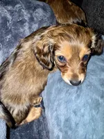 AKC Male💚, a male Miniature Dachshund for sale in Boiling Springs, SC – 2 of 8