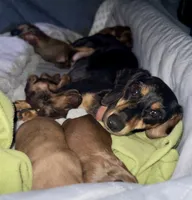 AKC Male ❤️, a male Miniature Dachshund for sale in Boiling Springs, SC – 6 of 7