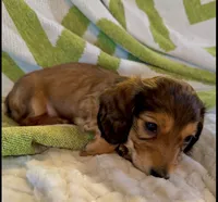 NoseDive 🩵 AKC Male, a male Miniature Dachshund for sale in Boiling Springs, SC – 6 of 9