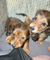 AKC Female🩷, a female Miniature Dachshund for sale in Boiling Springs, SC – 7 of 10