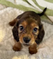 AKC Female🩷, a female Miniature Dachshund for sale in Boiling Springs, SC – 6 of 10