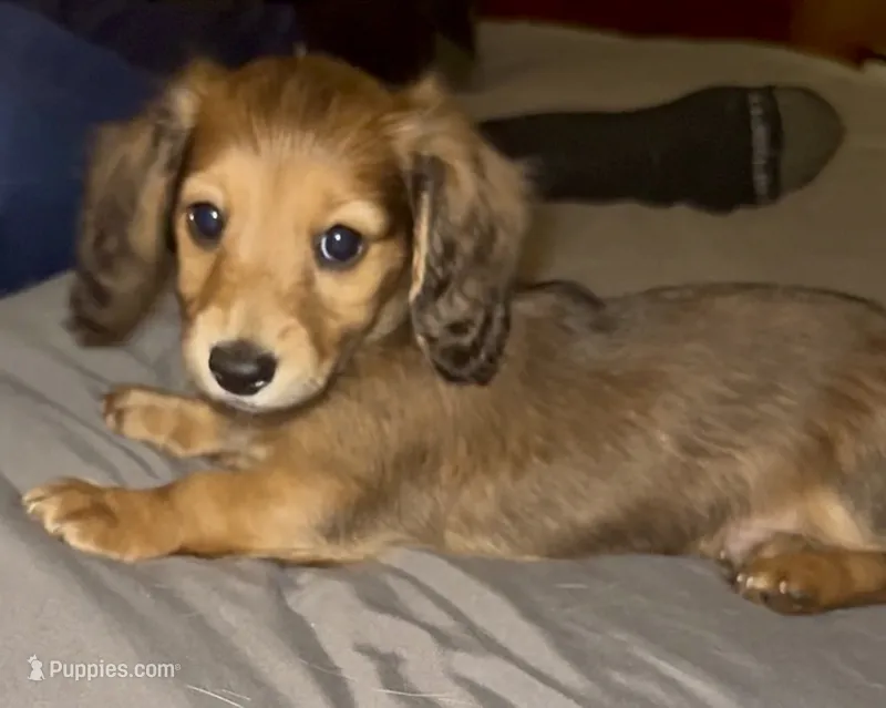 Teddy – Miniature Dachshund puppy for sale in Boiling Springs, SC