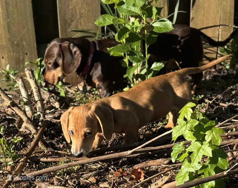 Spot🧡 – Miniature Dachshund puppy for sale in Boiling Springs, SC