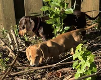 Spot🧡, a male Miniature Dachshund for sale in Boiling Springs, SC – 7 of 9