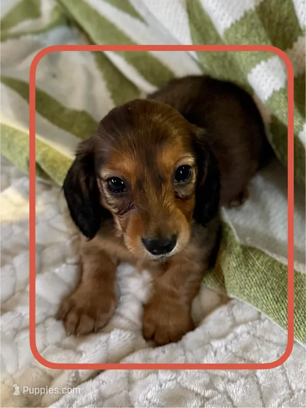 AKC Male ❤️ – Miniature Dachshund puppy for sale in Boiling Springs, SC