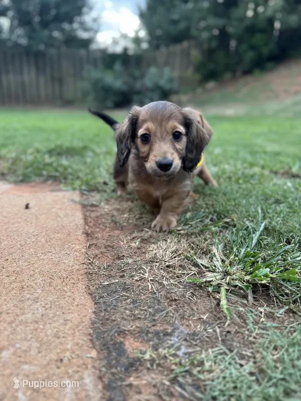 Teddy – Miniature Dachshund puppy for sale in Boiling Springs, SC
