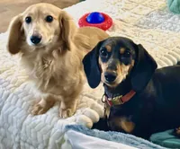 NoseDive 🩵 AKC Male, a male Miniature Dachshund for sale in Boiling Springs, SC – 8 of 9