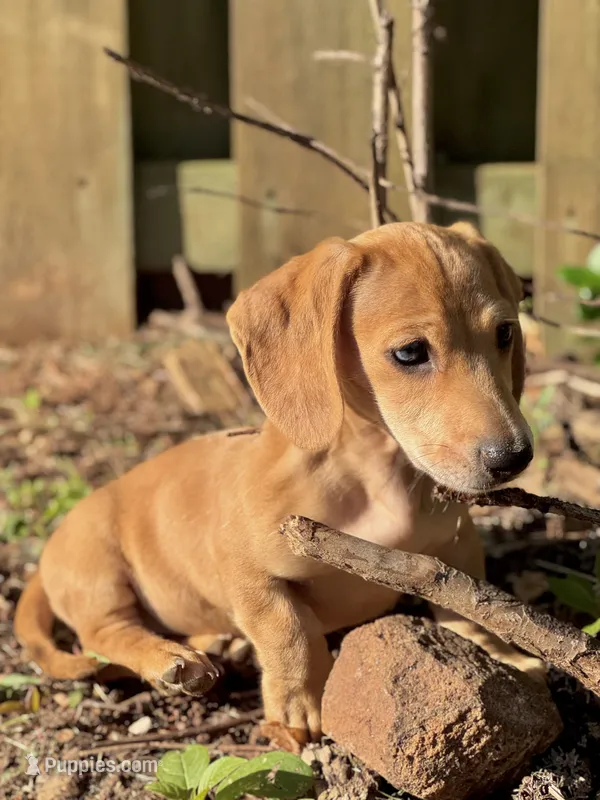 Spot🧡 – Miniature Dachshund puppy for sale in Boiling Springs, SC