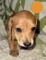 AKC Male🧡, a male Miniature Dachshund for sale in Boiling Springs, SC – 2 of 8