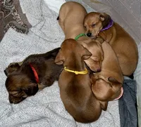 Sophia • Purple Collar, a female Miniature Dachshund for sale in Boiling Springs, SC – 4 of 7