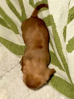 Spot🧡AKC Male, a male Miniature Dachshund for sale in Boiling Springs, SC – 7 of 9