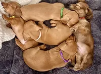 Rose • Pink Collar, a female Miniature Dachshund for sale in Boiling Springs, SC – 2 of 5