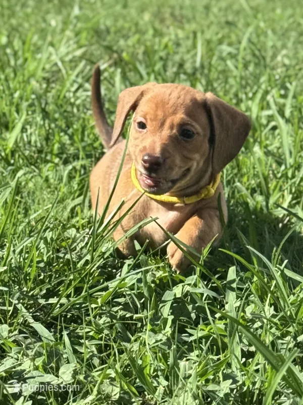 Blanche • Yellow Collar – Miniature Dachshund puppy for sale in Boiling Springs, SC