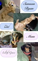 Meatball💚, a male Miniature Dachshund for sale in Boiling Springs, SC – 9 of 9