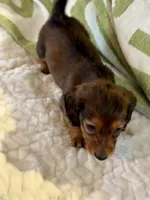 AKC Female🩷, a female Miniature Dachshund for sale in Boiling Springs, SC – 3 of 10