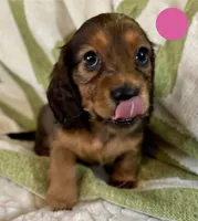 AKC Female🩷, a female Miniature Dachshund for sale in Boiling Springs, SC – 5 of 10