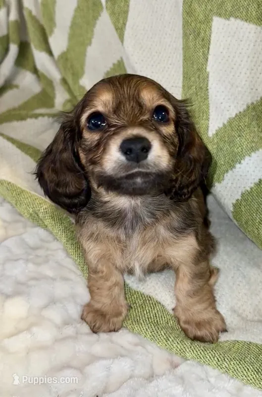 AKC Male💚 – Miniature Dachshund puppy for sale in Boiling Springs, SC