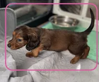 AKC Female🩷, a female Miniature Dachshund for sale in Boiling Springs, SC – 4 of 10