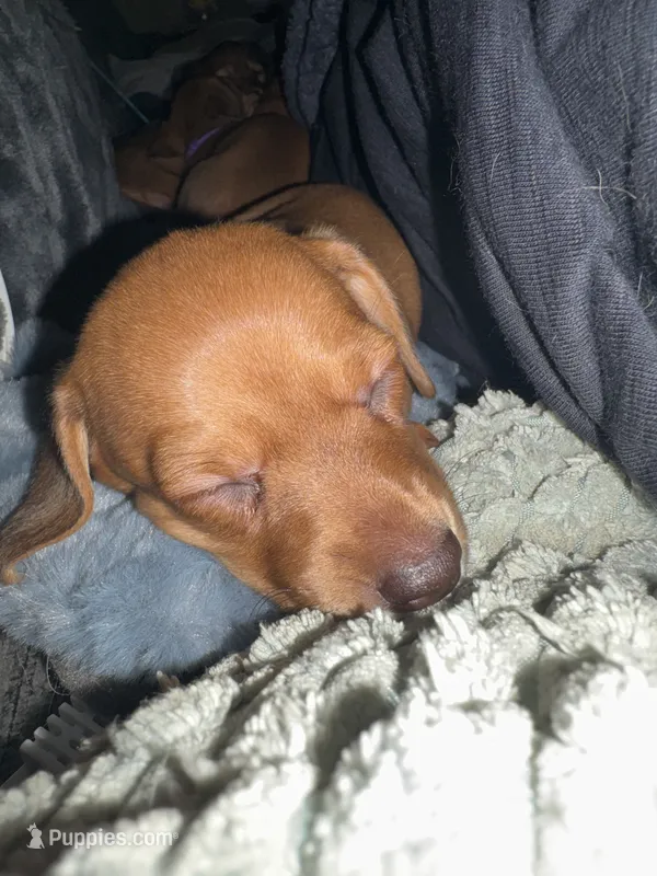 Rose • Pink Collar – Miniature Dachshund puppy on hold in Boiling Springs, SC