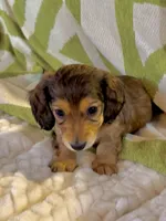 NoseDive 🩵 AKC Male, a male Miniature Dachshund for sale in Boiling Springs, SC – 4 of 9