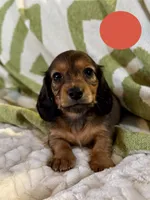 AKC Male ❤️, a male Miniature Dachshund for sale in Boiling Springs, SC – 2 of 7