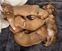 Dorothy • Green Collar, a female Miniature Dachshund for sale in Boiling Springs, SC – 6 of 7