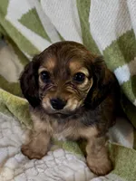 AKC Male💚, a male Miniature Dachshund for sale in Boiling Springs, SC – 3 of 8