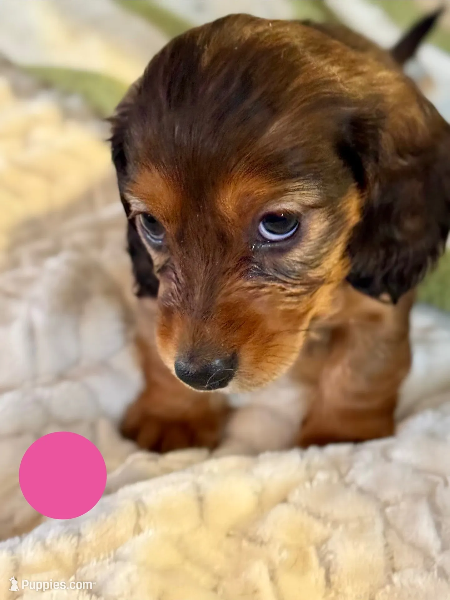 AKC Female🩷, a female Miniature Dachshund for sale in Boiling Springs, SC – 2 of 10