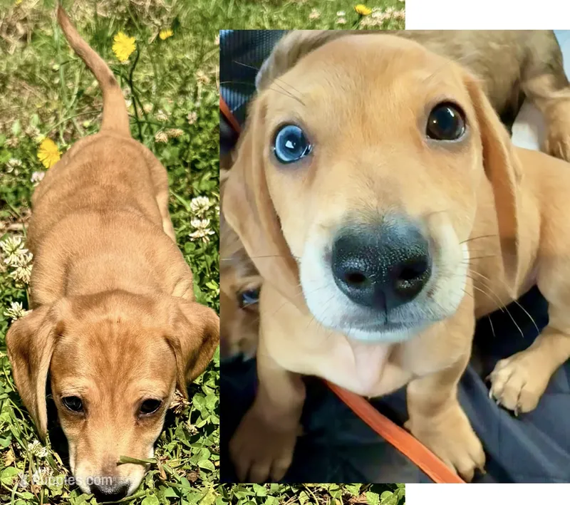 AKC Male🧡 – Miniature Dachshund puppy for sale in Boiling Springs, SC