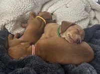 Rose • Pink Collar, a female Miniature Dachshund for sale in Boiling Springs, SC – 4 of 5