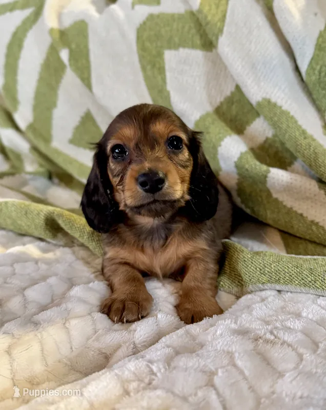 AKC Male ❤️ – Miniature Dachshund puppy for sale in Boiling Springs, SC