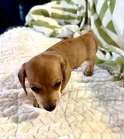 Spot🧡AKC Male, a male Miniature Dachshund for sale in Boiling Springs, SC – 4 of 9