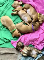 Blanche • Yellow Collar, a female Miniature Dachshund for sale in Boiling Springs, SC – 4 of 6