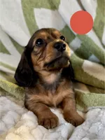 AKC Male ❤️, a male Miniature Dachshund for sale in Boiling Springs, SC – 4 of 7