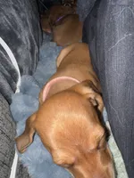 Rose • Pink Collar, a female Miniature Dachshund for sale in Boiling Springs, SC – 3 of 5