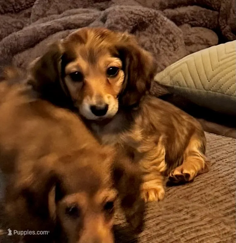AKC Male💚 – Miniature Dachshund puppy for sale in Boiling Springs, SC