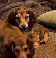 Meatball💚, a male Miniature Dachshund for sale in Boiling Springs, SC – 2 of 9