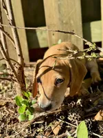 Spot🧡, a male Miniature Dachshund for sale in Boiling Springs, SC – 5 of 9