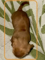 AKC Male🧡, a male Miniature Dachshund for sale in Boiling Springs, SC – 3 of 8