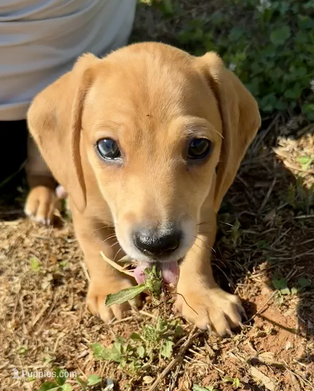 AKC Male🧡 – Miniature Dachshund puppy for sale in Boiling Springs, SC