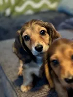 Meatball💚, a male Miniature Dachshund for sale in Boiling Springs, SC – 6 of 9