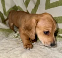 Spot🧡AKC Male, a male Miniature Dachshund for sale in Boiling Springs, SC – 3 of 9