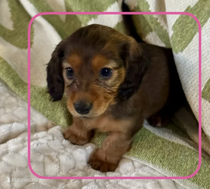 AKC Female🩷 – Miniature Dachshund puppy for sale in Boiling Springs, SC