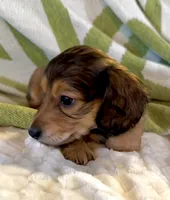 NoseDive 🩵 AKC Male, a male Miniature Dachshund for sale in Boiling Springs, SC – 5 of 9