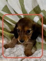 AKC Male ❤️, a male Miniature Dachshund for sale in Boiling Springs, SC – 5 of 7