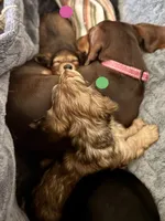 AKC Male💚, a male Miniature Dachshund for sale in Boiling Springs, SC – 5 of 8