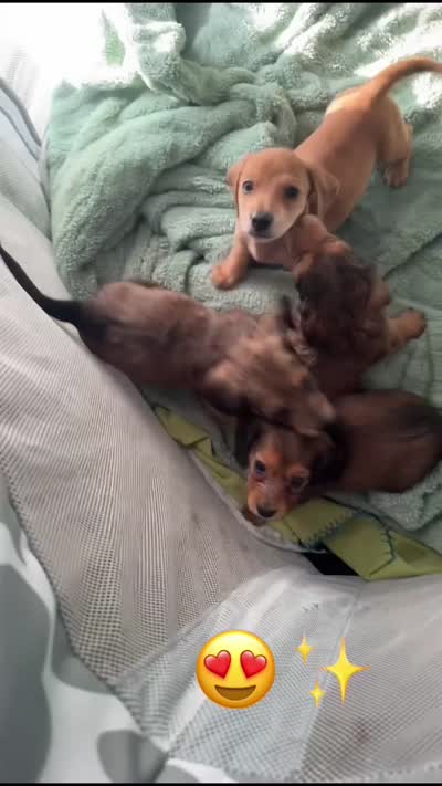 AKC Female🩷, a female Miniature Dachshund for sale in Boiling Springs, SC – 10 of 10