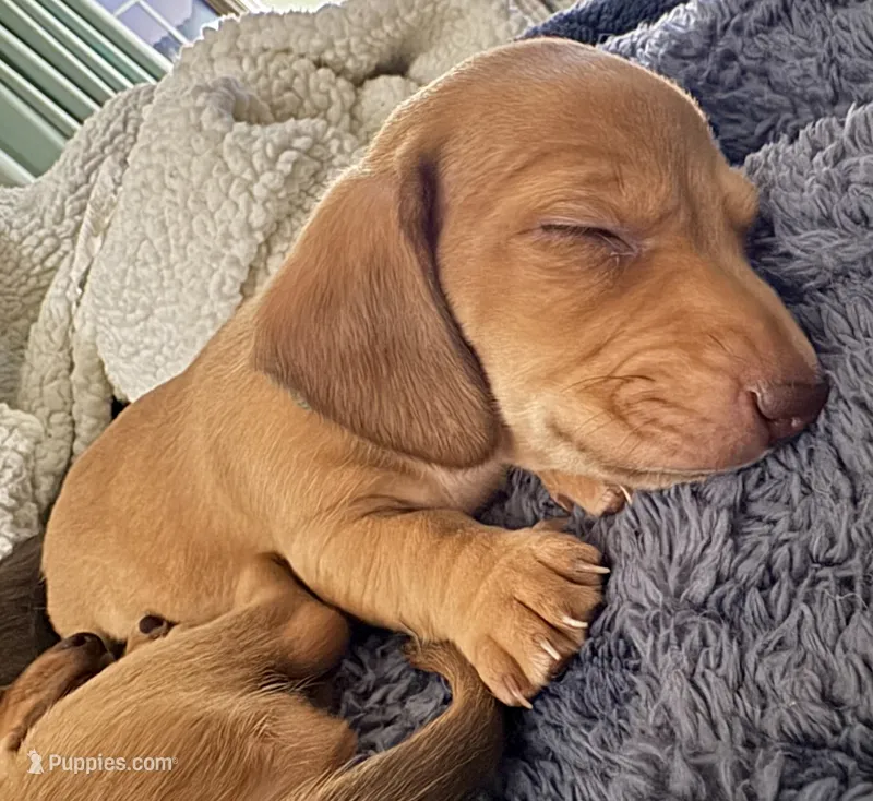 Dorothy • Green Collar – Miniature Dachshund puppy for sale in Boiling Springs, SC