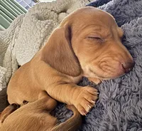 Dorothy • Green Collar, a female Miniature Dachshund for sale in Boiling Springs, SC – 1 of 7