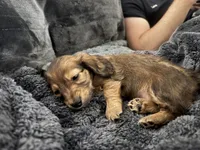 Teddy, a male Miniature Dachshund for sale in Boiling Springs, SC – 2 of 6